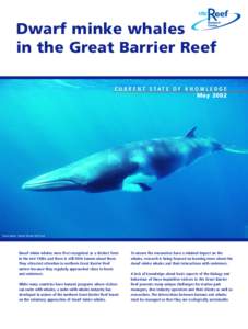 Dwarf minke whales in the Great Barrier Reef C U R R E N T S TAT E O F K N O W L E D G E May[removed]Cover photo: Alastair Birtles, CRC Reef