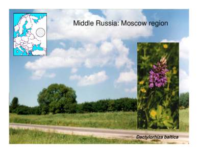 Middle Russia: Moscow region  Dactylorhiza baltica Russian Arctic: 1200 km from Moscow