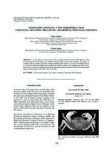 Geosesarma / Sesarmidae / Crustacean / Crab / Grapsoidea / Phyla / Protostome