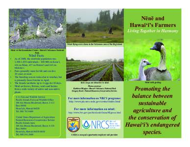 Nēnē and Hawai‘i’s Farmers Living Together in Harmony Nēnē flying over a farm in the Volcanoes area of the Big Island. Nēnē at the Keanakakoi Crater - Hawai‘i Volcanoes National