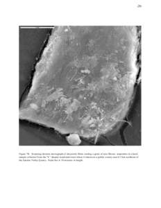 -20-  Figure 7B. Scanning electron micrograph of chrysotile fibers coating a grain of non-fibrous serpentine in a hand sample collected from the “L”-shaped residential road where it intersects a public county road 4.