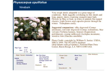 Ninebark (physocarpus opulifolius)