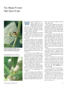Tiny Wasps Protect High-Value Crops SCOTT BAUER (K7867-1)  hen John Chapman (a.k.a.
