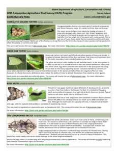 Protostome / Zoology / Cerambycidae / Biological pest control / Emerald ash borer / Asian long-horned beetle / Pheromone trap / Agrilus / Monochamus / Woodboring beetles / Buprestidae / Phyla