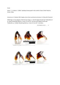 Errata	
  	
   Xavier,	
  J.	
  C.	
  &	
  Cherel,	
  Y.	
  (2009).	
  Cephalopod	
  beak	
  guide	
  for	
  the	
  Southern	
  Ocean.	
  British	
  Antarctic	
   Survey,	
  129pp	
     Correction	
 