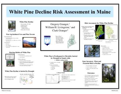 White Pine Decline Risk Assessment in Maine