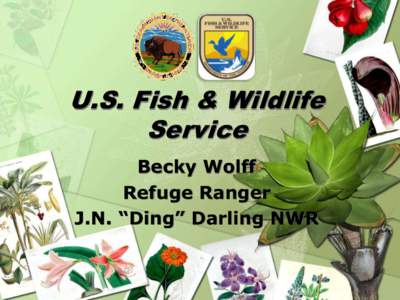 U.S. Fish & Wildlife Service Becky Wolff Refuge Ranger J.N. “Ding” Darling NWR