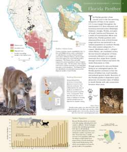 Florida / Florida panther / Cougar / Black panther / Panther tank / Lake Okeechobee / Phelon & Moore / Puma / Geography of Florida / Fauna of South America