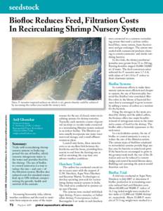 Biofloc Reduces Feed, Filtration Costs In Recirculating Shrimp Nursery System
