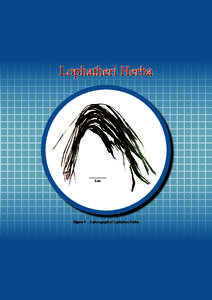 Lophatheri Herba  5 cm Figure 1 A photograph of Lophatheri Herba