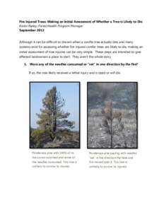 Fire Injured Trees: Making an Initial Assessment of Whether a Tree is Likely to Die Karen Ripley, Forest Health Program Manager September 2012 Although it can be difficult to discern when a conifer tree actually dies and