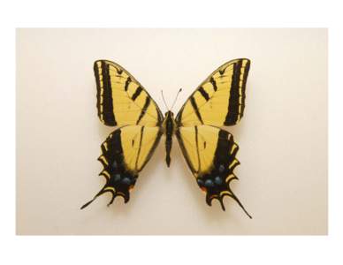 State Butterfly: Two-Tailed Swallowtail
