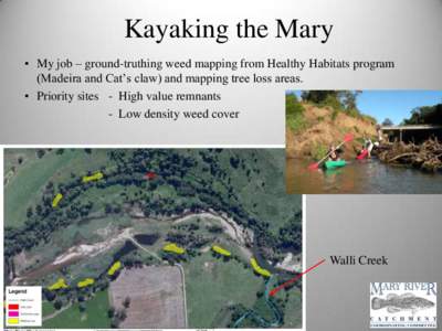 Kayaking the Mary • My job – ground-truthing weed mapping from Healthy Habitats program (Madeira and Cat’s claw) and mapping tree loss areas. • Priority sites - High value remnants - Low density weed cover