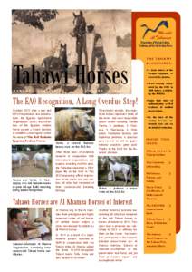 Marabit Al Tahawiya Organization of Bedouin Culture, Traditions, and the Asil Arabian Horse  Tahawi Horses