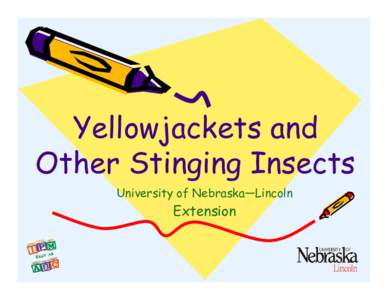 Yellowjackets and Other Stinging Insects University of Nebraska—Lincoln Extension