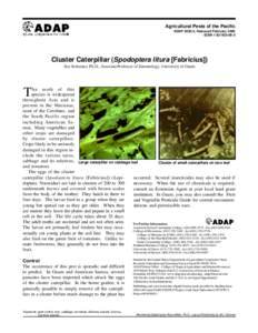 Agricultural Pests of the Pacific ADAP, Reissued February 2000 ISBNCluster Caterpillar (Spodoptera litura [Fabricius]) Ilse Schreiner, Ph.D., AssociateProfessor of Entomology, University of Guam