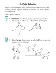 Artificial Selection Artificial selection happens when people select individuals to mate that have features they hope the offspring will inherit. This is also called selective breeding. Here is what is required: V =	Vari