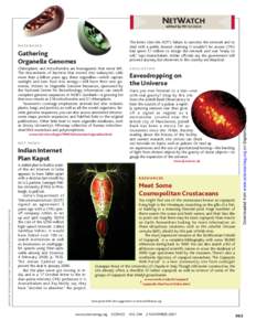 Genomics / Fisheries / Copepod / Maxillopoda / Genome / Mitochondrion / Chloroplast / Swarm behaviour / Cell / Biology / Organelles / Poecilostomatoida
