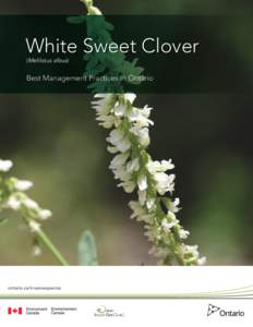 White Sweet Clover (Melilotus albus) Best Management Practices in Ontario  ontario.ca/invasivespecies