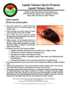 Zebra mussel / Mussel / Zebra / Dreissena / Black-striped mussel / National Invasive Species Act / Dreissenidae / Phyla / Protostome
