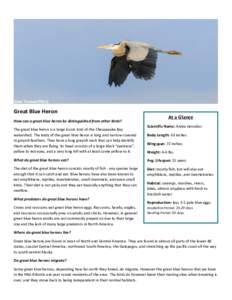 Great	Blue	Heron How	can	a	great	blue	heron	be	distinguished	from	other	birds?	 The	great	blue	heron	is	a	large	iconic	bird	of	the	Chesapeake	Bay	 watershed.	The	body	of	the	great	blue	heron	is	long	and	narrow	covered