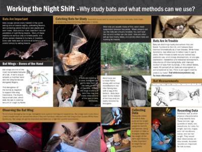 Working the Night Shift –Why study bats and what methods can we use? Catching Bats for Study Scientists study bats by catching them in mist nets, harp traps, Bats Are Important Bats occupy almost every habitat in the w