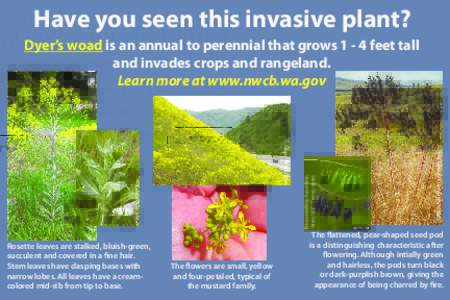 Have you seen this invasive plant? Dyer’s woad is an annual to perennial that grows[removed]feet tall and invades crops and rangeland. Learn more at www.nwcb.wa.gov  Robert Gibson II, University of Idaho