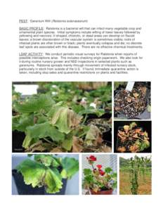 PEST: Geranium Wilt (Ralstonia solanacearum) BASIC PROFILE: Ralstonia is a bacterial wilt that can infect many vegetable crop and ornamental plant species. Initial symptoms include wilting of lower leaves followed by yel