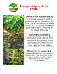 Endangered Species in the CNMI: Osmoxylon mariannense Is a rare species of tree in the Araliaceae family. It is endemic to Rota, one of the Northern Mariana