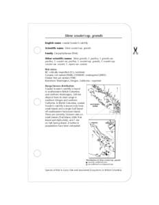 Species at Risk in Garry Oak & Associated Ecosystems in British Columbia (Silene scouleri ssp. grandis)