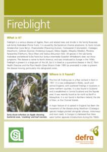 Fireblight What is it? Fireblight is a serious disease of Apples, Pears and related trees and shrubs in the family Rosaceae, sub-family Maloideae (Pome fruits). It is caused by the bacterium Erwinia amylovora. Its hosts 