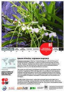 © Missouri Botanical Garden  Species of the Day: Angraecum longicalcar