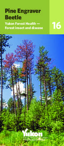 Pine Engraver Beetle Yukon Forest Health — Forest insect and disease  Energy, Mines and Resources