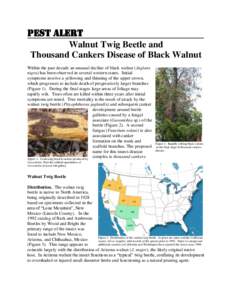 Pest Alert Walnut Twig Beetle and Thousand Cankers Disease of Black Walnut Within the past decade an unusual decline of black walnut (Juglans nigra) has been observed in several western states. Initial symptoms involve a