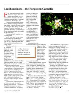Lu Shan Snow—the Forgotten Camellia  F U.S. NATIONAL ARBORETUM (K8235-1)