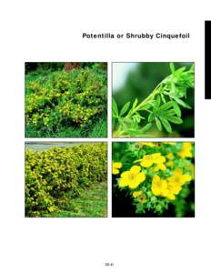 Potentilla or Shrubby Cinquefoil  slide 22b slide 22a  360%