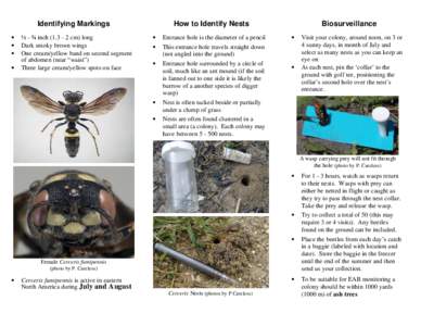 How to Identify Nests  Identifying Markings • • •