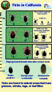 Ticks in California  Inch Western black-legged tick Ixodes pacificus