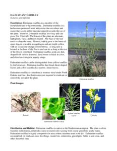 Botany / Calophasia lunula / Linaria / Noxious weed / Weed / Mirabilis macfarlanei / Plantaginaceae / Flora / Biota