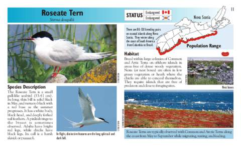 Roseate Tern  STATUS Sterna dougallii