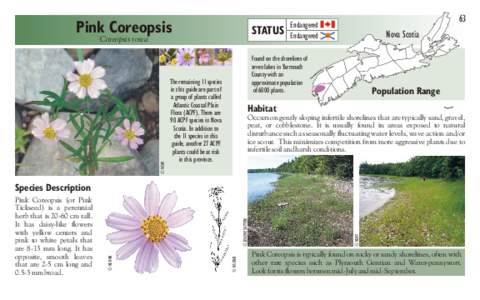 Pink Coreopsis  STATUS © NSNT