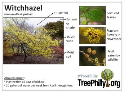 Witchhazel Hamamelis virginiana 15-20’ tall Full sun or