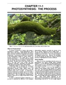 C4 carbon fixation / RuBisCO / Photorespiration / Plant / Phosphoenolpyruvate carboxylase / Stoma / Carbon fixation / Embryophyte / Photosynthetic pigment / Biology / Photosynthesis / Chemistry