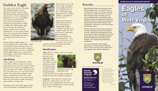 WVDNR WILDLIFE RESOURCES SECTION  Golden Eagle Also quite rare in the East, the golden eagle (Aquila chrysaetos) is fiercer and more wild than the bald eagle.