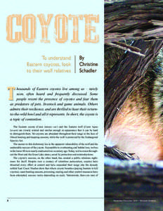 To understand Eastern coyotes, look to their wolf relatives By Christine