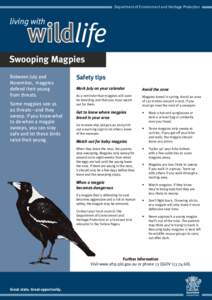 Department of Environment and Heritage Protection  Swooping Magpies Some magpies see us as threats—and they
