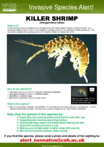 Invasive Species Alert! KILLER SHRIMP Dikerogammarus villosus What is it? A highly invasive non-native species that has spread from the Ponto-Caspian Region of Eastern Europe. As a