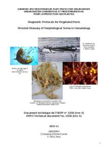 Parasites / Taxonomy / Anatomical terms of location / Animal anatomy / Phasmid / Heterodera / Nematodes / Biology / Zoology