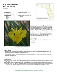Iris pseudacorus paleyellow iris Iridaceae Common Synonyms: none  FLEPPC Category: FDACS Listed Noxious Weed: No