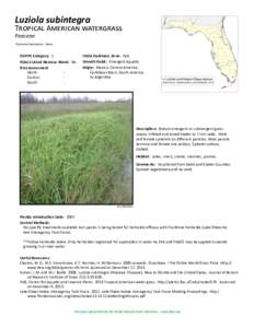 Luziola subintegra  Tropical American watergrass Poaceae Common Synonyms: None